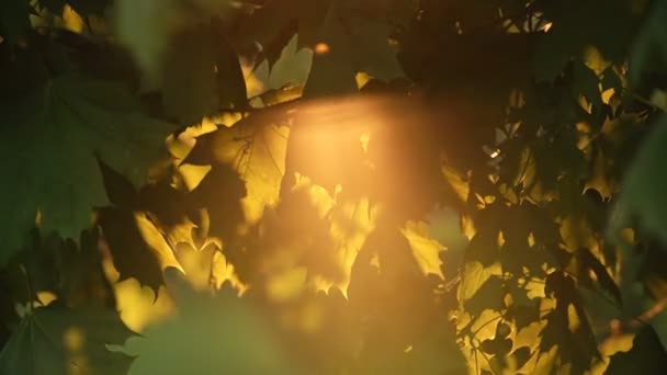 Sol brilhando através das folhas de bordo verde escuro — Vídeo de Stock