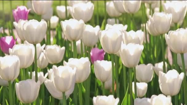 Campo di tulipani bianchi leggermente dondolante con il vento — Video Stock