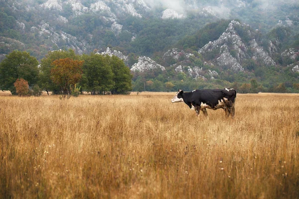 Vacas e touros em prados em Portugal, estilo Vintage — Fotografia de Stock