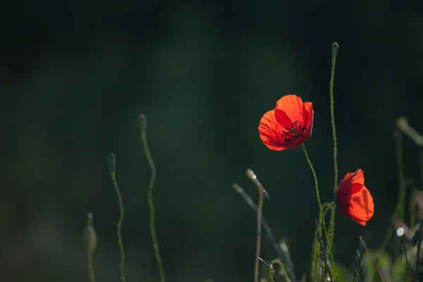 Червона макова квітка з темно-зеленим фоном — стокове фото