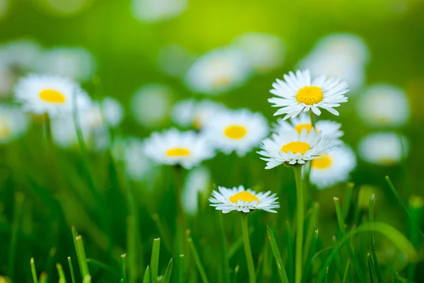 Margaridas bonitas no fundo da grama verde — Fotografia de Stock