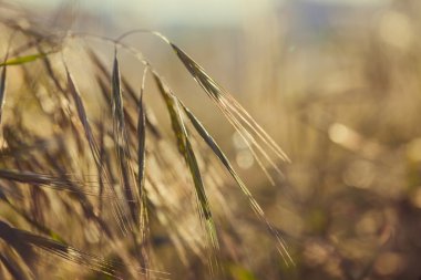 günbatımı sahasının çim spikelet