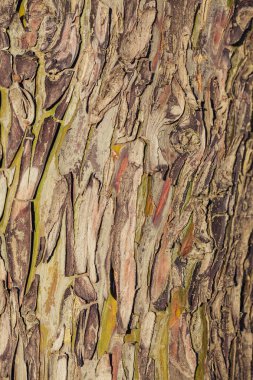 Colorful abstract pattern of Eucalyptus tree bark clipart