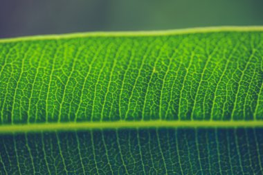 Yeşil taze bitkiler