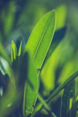 Yeşil taze bitkiler