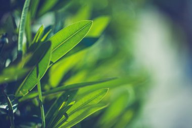 Yeşil taze bitkiler