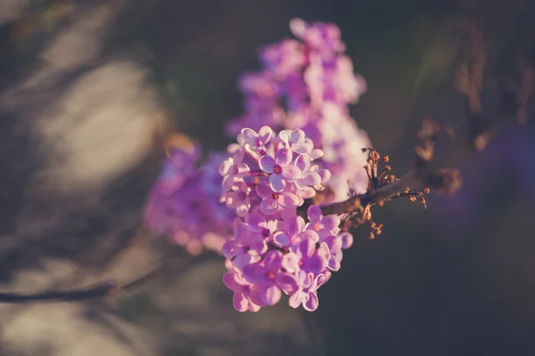 Roxo primavera flores lilás florescendo close-up Vintage — Fotografia de Stock