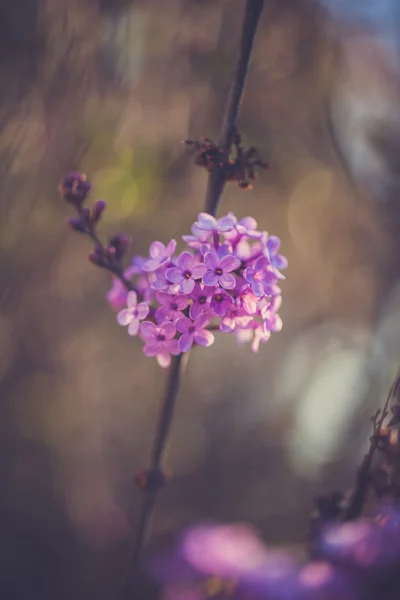 Roxo primavera flores lilás florescendo close-up Vintage — Fotografia de Stock