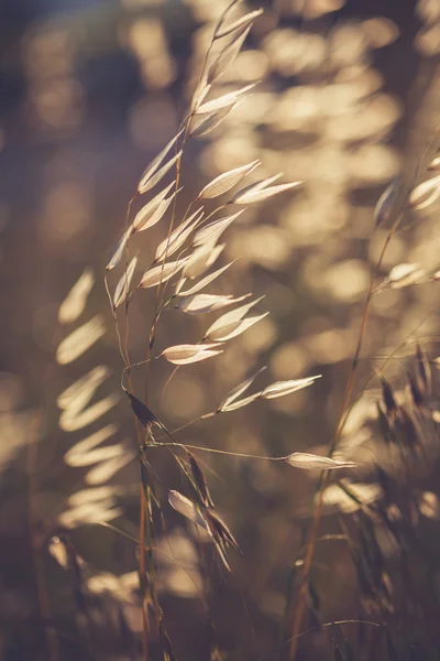 Espiguilla de hierba en el campo al atardecer —  Fotos de Stock