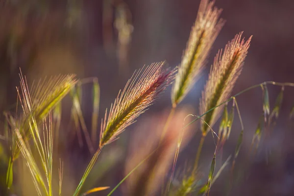 Günbatımı sahasının çim spikelet — Stok fotoğraf