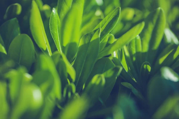 Grüne frische Pflanzen — Stockfoto