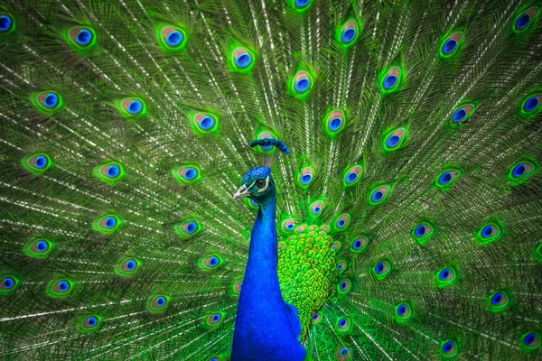 Portrait of beautiful peacock — Stock Photo, Image