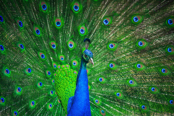 Portrait of beautiful peacock 