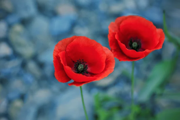 Amapolas rojas — Foto de Stock