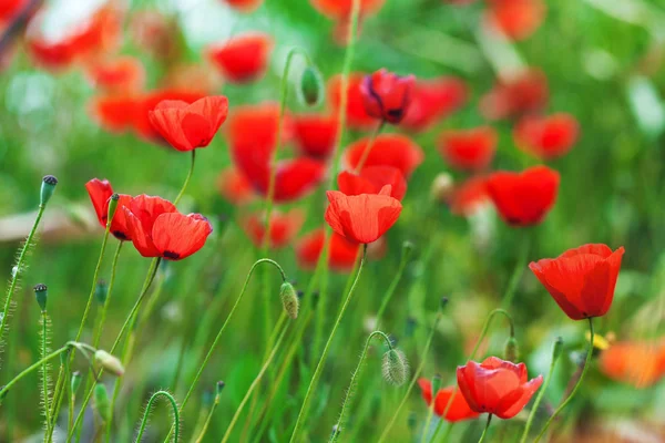 Coquelicots rouges — Photo