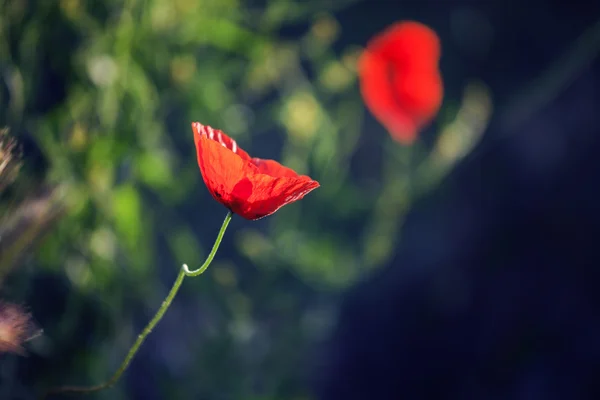 红罂粟 — 图库照片