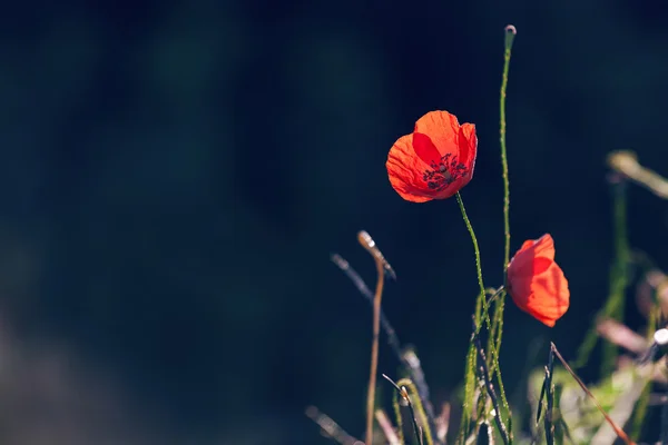 Coquelicots rouges — Photo