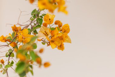 dalları sarı çiçek ve yeşil yaprakları