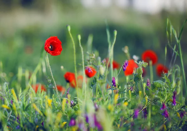 Coquelicots rouges — Photo