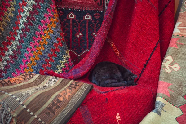 Chat noir dort enroulé dans une boule — Photo