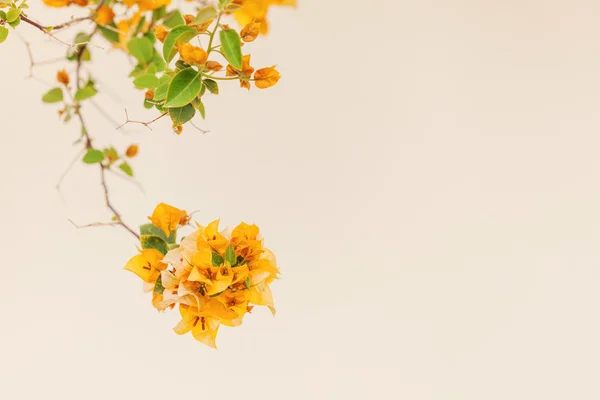 Ramos de flores amarelas e folhas verdes — Fotografia de Stock