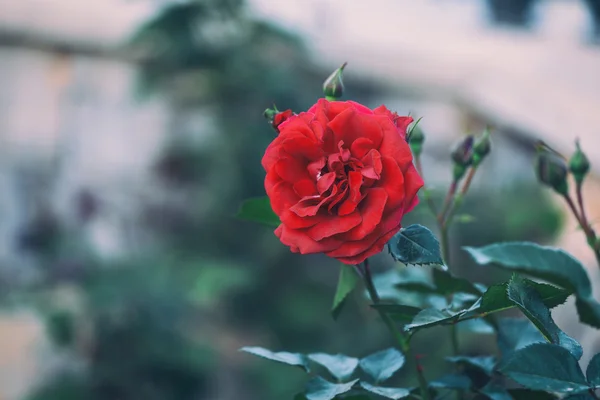 Gren med röda blommor i gotisk stil — Stockfoto