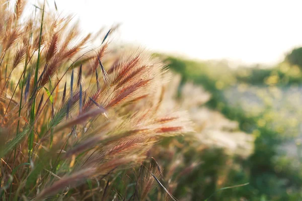 Gün batımı, yakın çekim sahasının çim spikelet — Stok fotoğraf