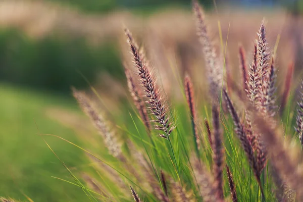 Espiguilla de hierba en el campo al atardecer, primer plano —  Fotos de Stock