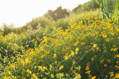 koyu zemin üzerine sarı papatya.