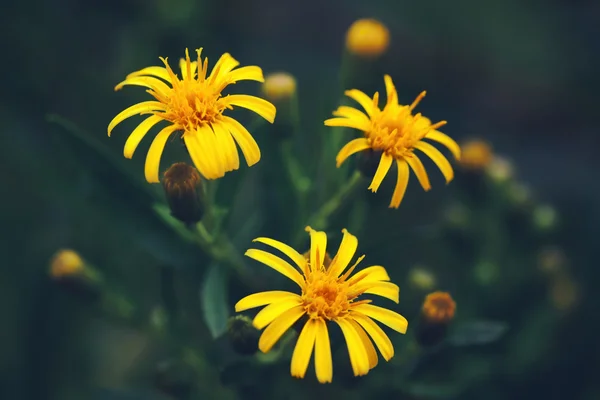 Gelbes Gänseblümchen auf dunklem Hintergrund. — Stockfoto