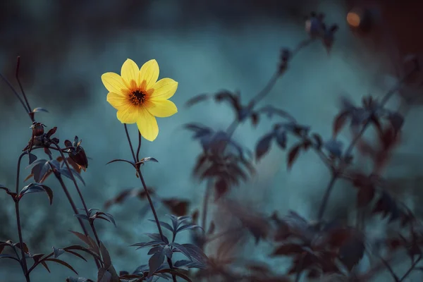 Flores del prado amarillo. Flores en el diseño de tonos oscuros naturales. La imagen —  Fotos de Stock