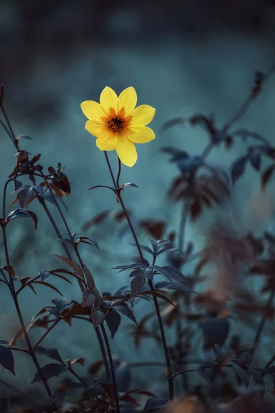 Gelbe Wiesenblumen. Blumen im Design natürlicher dunkler Farbtöne. das Bild — Stockfoto