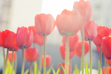 Red tulips backlit by late