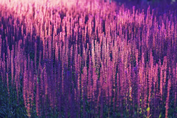 Lavendelveld in de zomer — Stockfoto