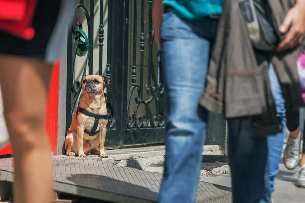 Pug sits and waits for the host on a busy street