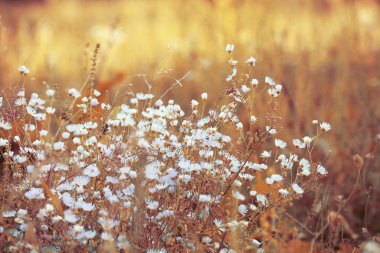 Kuru ot güneşli vintage alan arka planda beyaz güzel çiçekler. Akşam güneşiyle sonbahar doğa