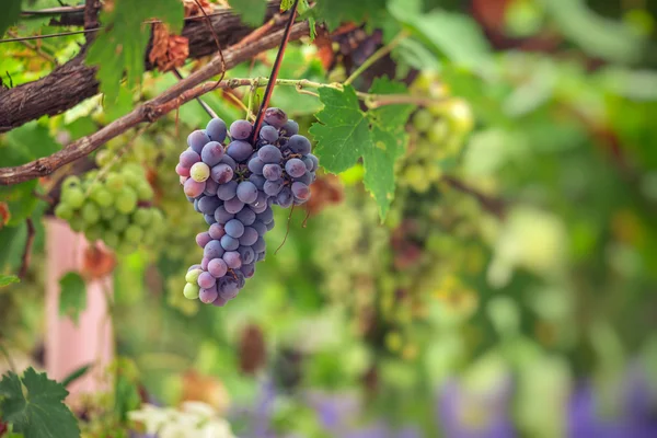 Uvas vermelhas roxas com folhas verdes na videira. frutos frescos — Fotografia de Stock