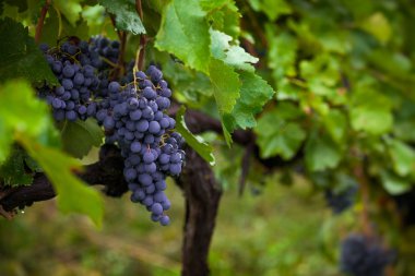 Yeşil yaprakları siyah üzüm demet