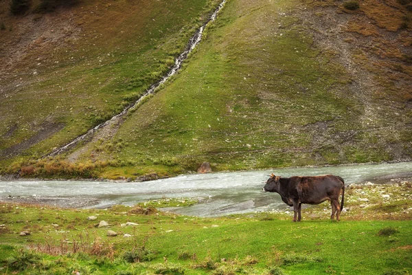 Vaca pastando no gramado da montanha — Fotografia de Stock