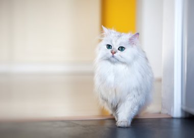 Parlak bir arka plan üzerinde beyaz kedi chinchilla