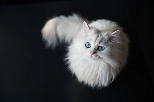 Bílá kočka Činčila. Chlupaté roztomilé zvíře v zájmovém chovu se zářivě zelenýma očima — Stock fotografie