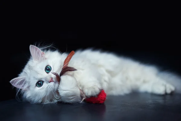 Chinchilla de gato blanco. Animal mascota lindo esponjoso con ojos verdes brillantes —  Fotos de Stock