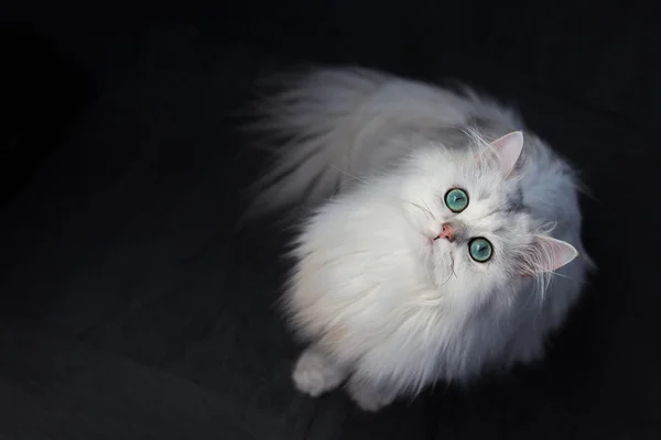 Beyaz kedi çinçilla. Parlak yeşil gözlü tüylü şirin evde beslenen hayvan hayvan