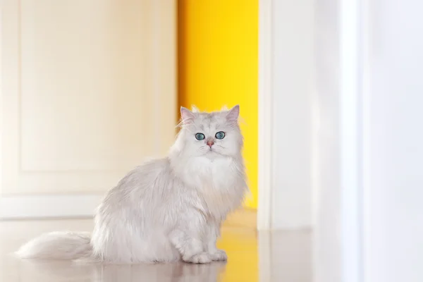 밝은 배경에 흰색 고양이 친 칠 라 — 스톡 사진