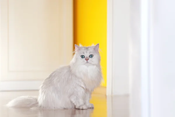 Parlak bir arka plan üzerinde beyaz kedi chinchilla