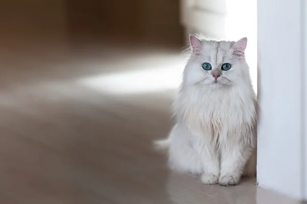 Chinchilla chat blanc sur un fond lumineux — Photo