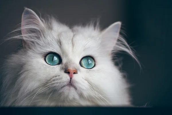 Bílá kočka Činčila. Chlupaté roztomilé zvíře v zájmovém chovu se zářivě zelenýma očima — Stock fotografie