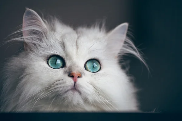 Beyaz kedi çinçilla. Parlak yeşil gözlü tüylü şirin evde beslenen hayvan hayvan