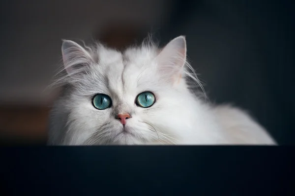 Белая кошка шиншилла. Пушистое милое животное с ярко-зелеными глазами — стоковое фото