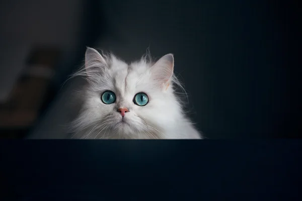 Chinchilla chat blanc. animal de compagnie mignon moelleux avec des yeux vert vif — Photo